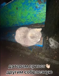 Sticker настя няша топ @Tgthemesrobot - 5