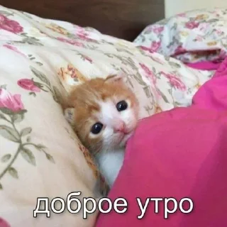 Стикер Стики от Nanno @horoscopelovebot - 5