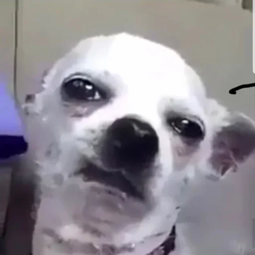 Sticker شدشد - 5