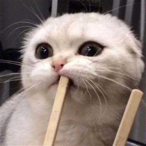 Sticker شدشد - 4