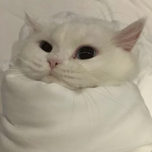 Sticker شدشد - 0