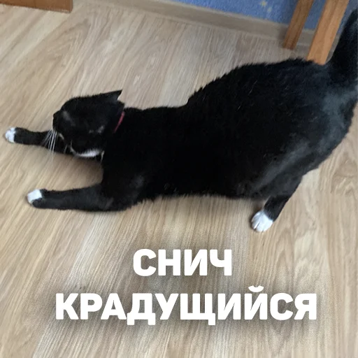 animal small to medium-sized cats black