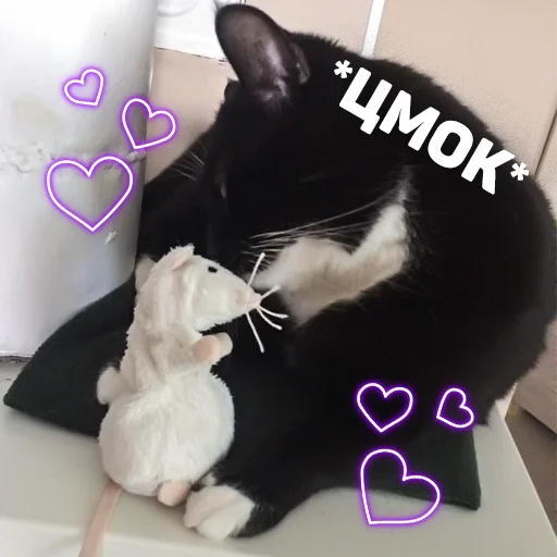 small to medium-sized cats felidae indoor