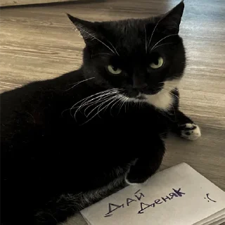 кошки малого и среднего размера кошачьи животное