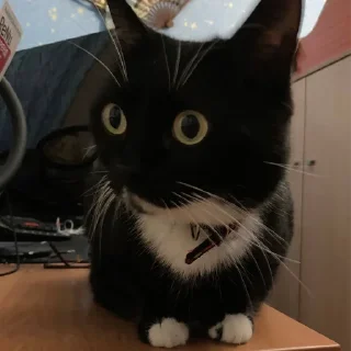 комнатный кошки малого и среднего размера кошачьи