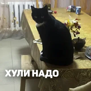 млекопитающее кошки малого и среднего размера СМС