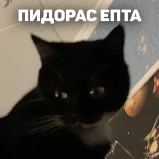 млекопитающее животное кошки малого и среднего размера