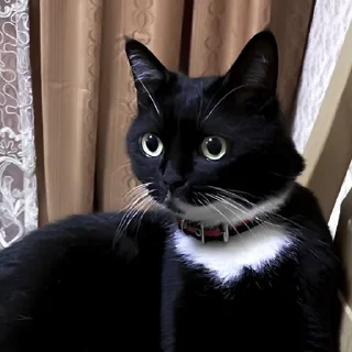 животное кошки малого и среднего размера домашняя кошка