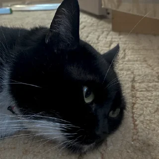 животное млекопитающее кошки малого и среднего размера