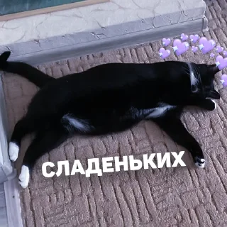 кошки малого и среднего размера кошачьи чёрная кошка