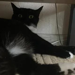 кошки малого и среднего размера комнатный кошачьи