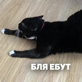 животное кошки малого и среднего размера млекопитающее