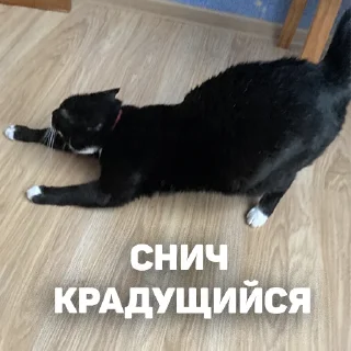 животное кошки малого и среднего размера чёрный