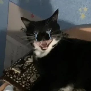 кошки малого и среднего размера животное кошка