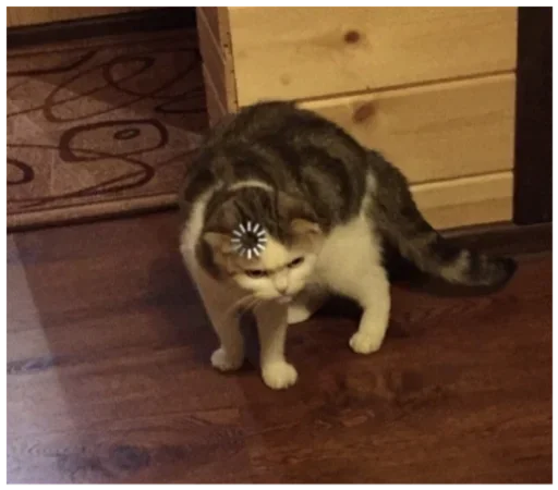 indoor small to medium-sized cats felidae