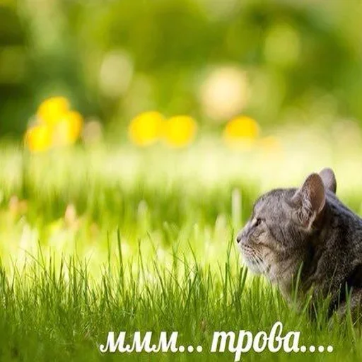 Стикер Shaitan :: @fStikBot - 0