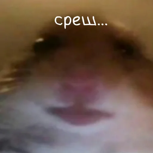 животное млекопитающее хомяк