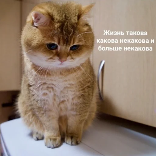 животное млекопитающее кошка