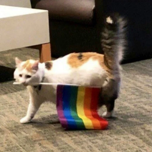 кошки малого и среднего размера домашнее животное комнатный