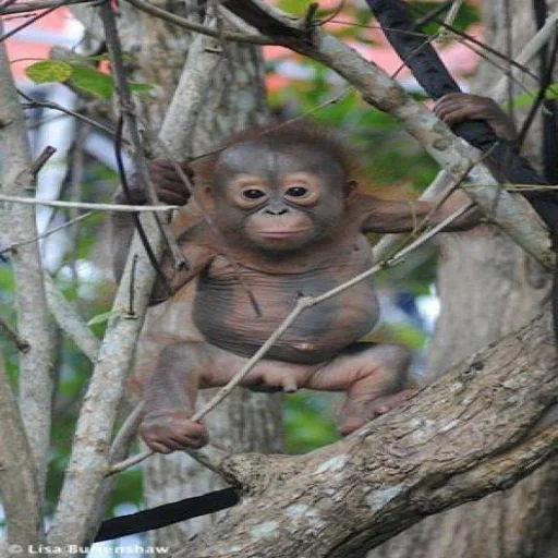 Sticker Вадим гей - 1