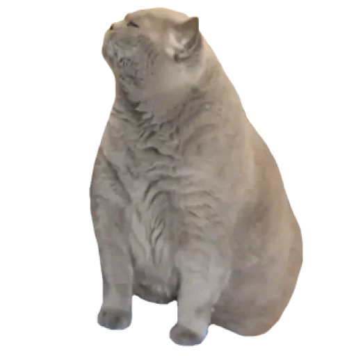 animal mammal felidae