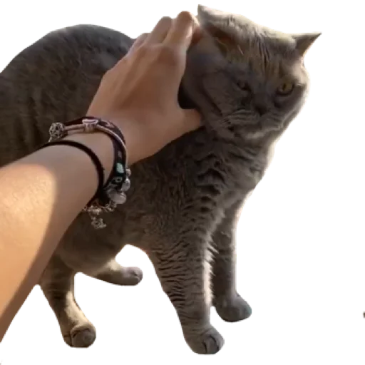 felidae small to medium-sized cats cat