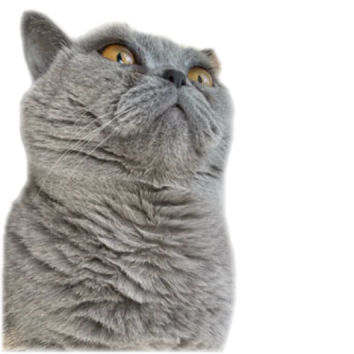 animal domestic cat cat