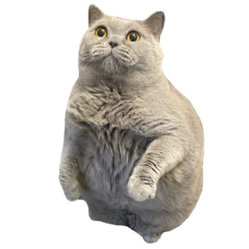 animal mammal domestic cat