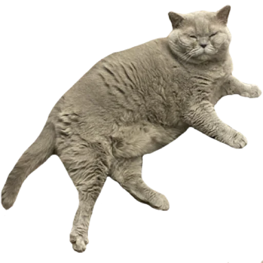 animal domestic cat cat