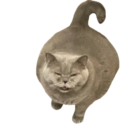 cat animal small to medium-sized cats