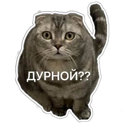 Стикер Shebshen - 1