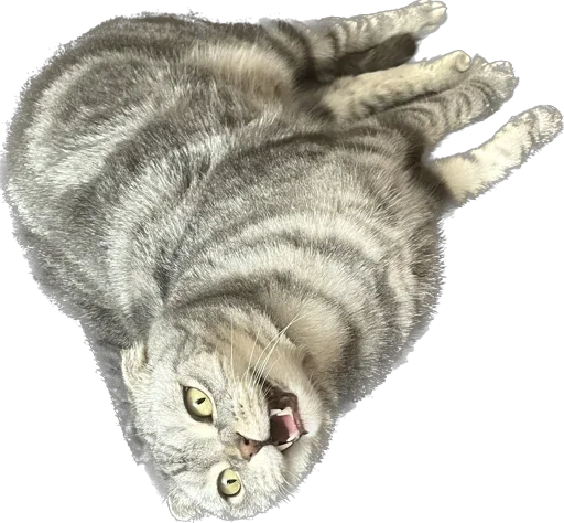 Sticker Shebshen - 1