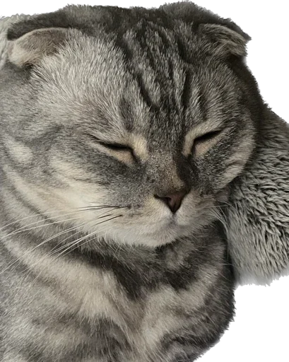 Sticker Shebshen - 1