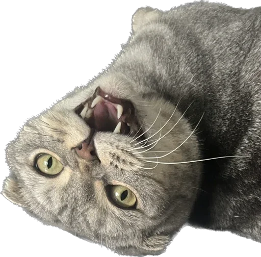 Стикер Shebshen - 1