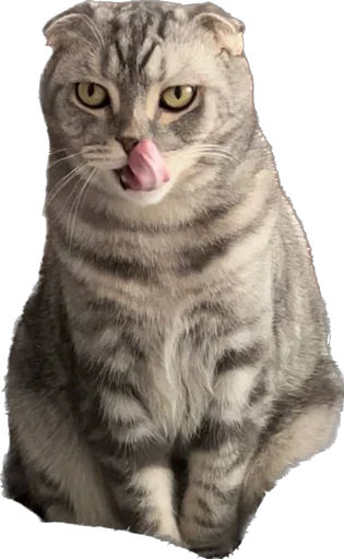 Sticker Shebshen - 1