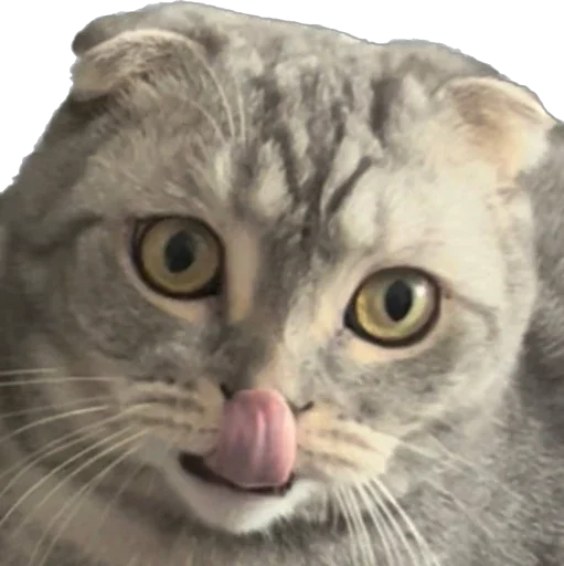 Sticker Shebshen - 1