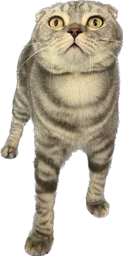 Стикер Shebshen - 1