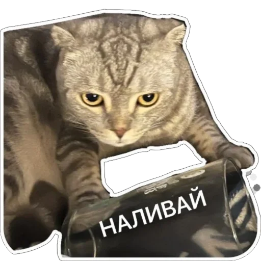 Sticker Shebshen - 1