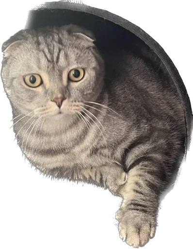 Sticker Shebshen - 1