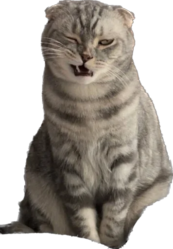 Sticker Shebshen - 1