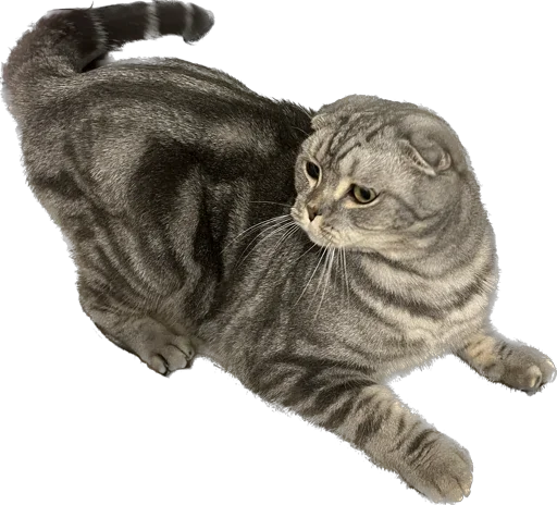 Sticker Shebshen - 1