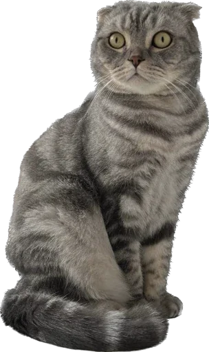 Sticker Shebshen - 1