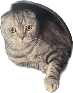 Sticker ШЕНЧИК - 8