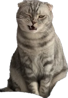 Sticker ШЕНЧИК - 6