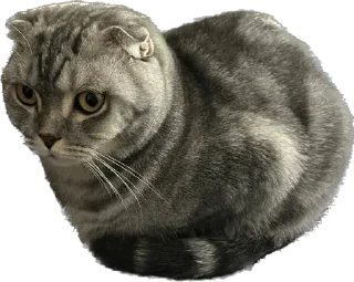 Sticker ШЕНЧИК - 2