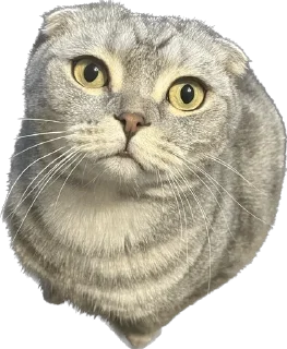 Sticker ШЕНЧИК - 4