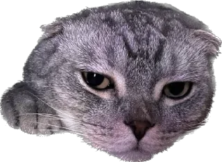 Sticker ШЕНЧИК - 11