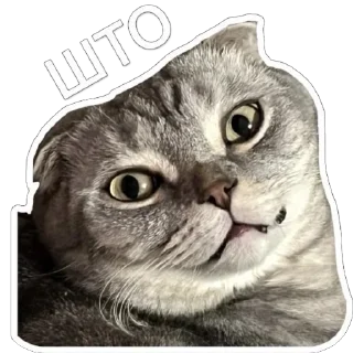 Sticker ШЕНЧИК - 9