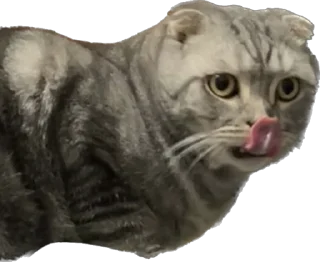 Sticker ШЕНЧИК - 0