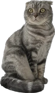 Sticker ШЕНЧИК - 1